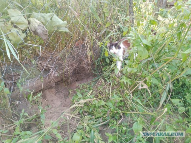 Жизнь домашнего приюта для котеек 461