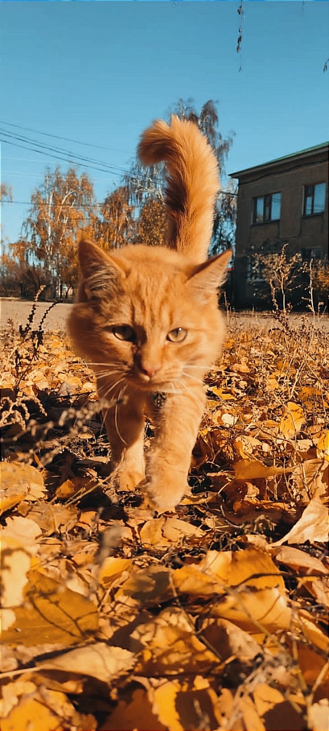 Осенняя рыжесть