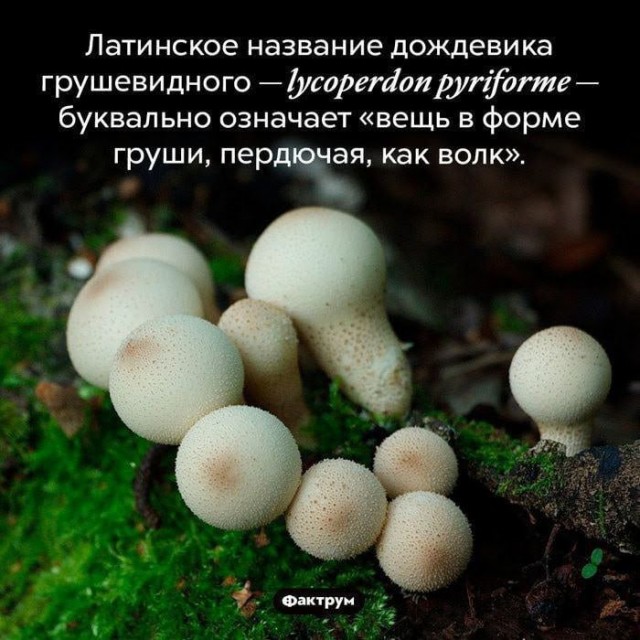 Всего понемногу. От 1.11.23