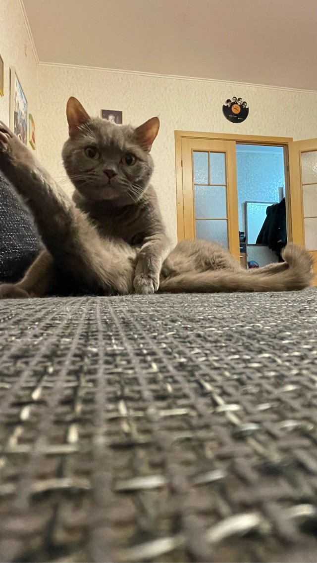 С котовторником ЯПовцы