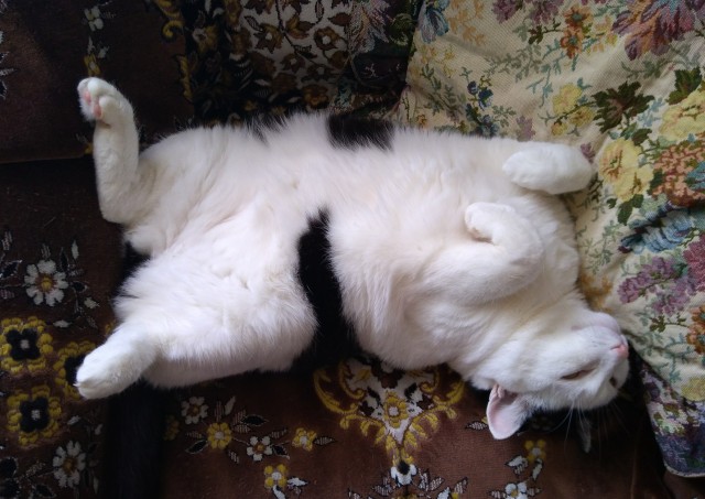 Котовторник в картинках