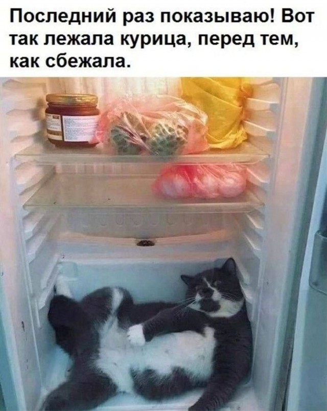 Котовтоник в картинках