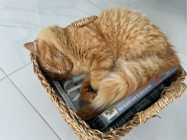 Спящие коты - это что-то с чем-то