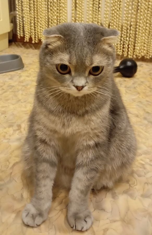 Просто кот. Самый красивый