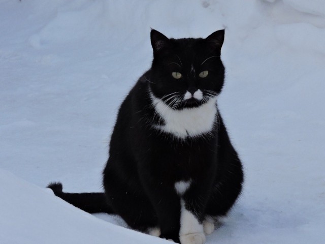 Котовторник мартовский