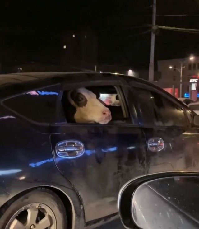 Вам всё равно никто не поверит: 30 фото удивительных случаев от пользователей Сети