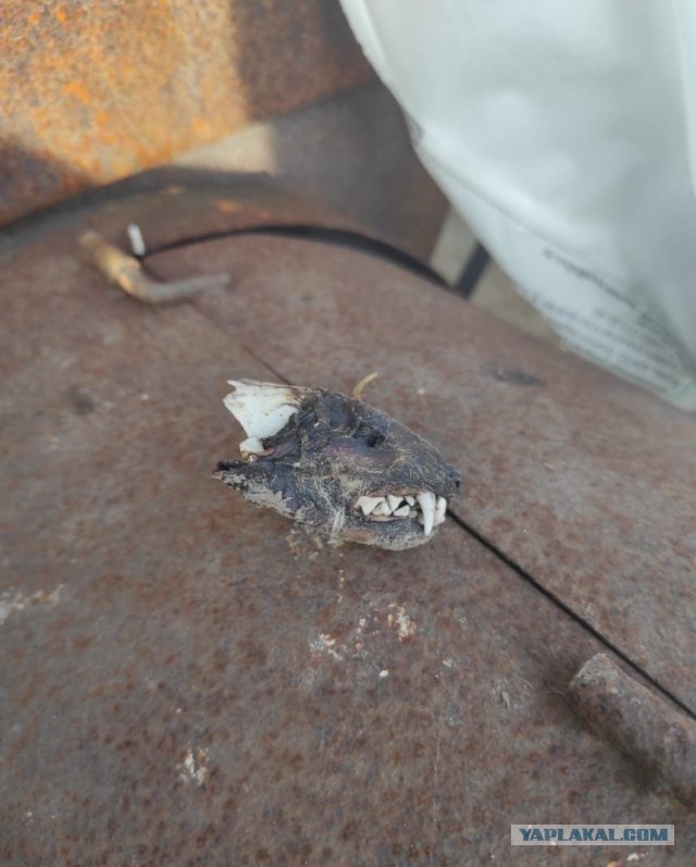 Требуется помощь ЯПа