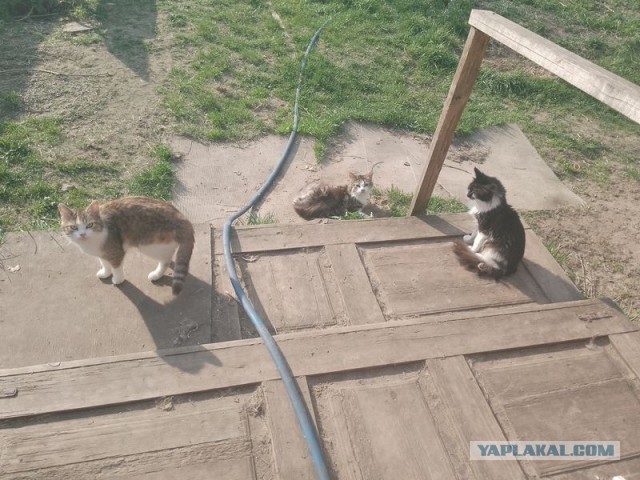 Жизнь домашнего приюта для котеек 541