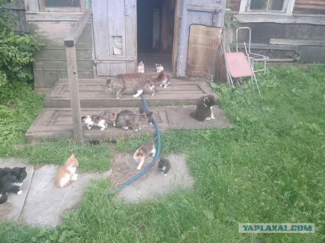 Жизнь домашнего приюта для котеек 548