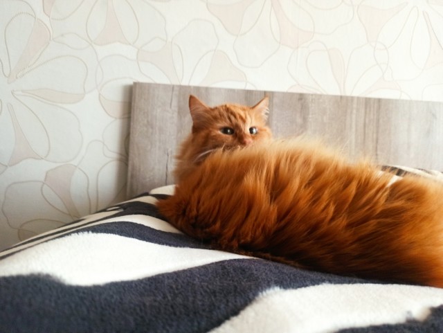 Котовторник жеж!!!