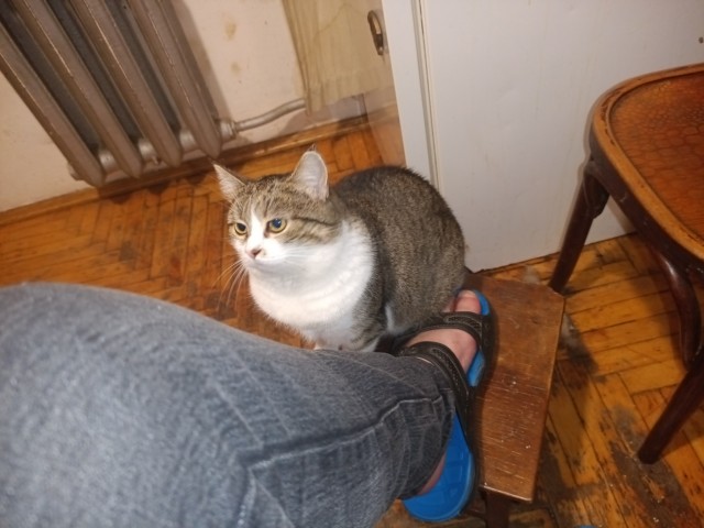 Котовторнеег жешь!