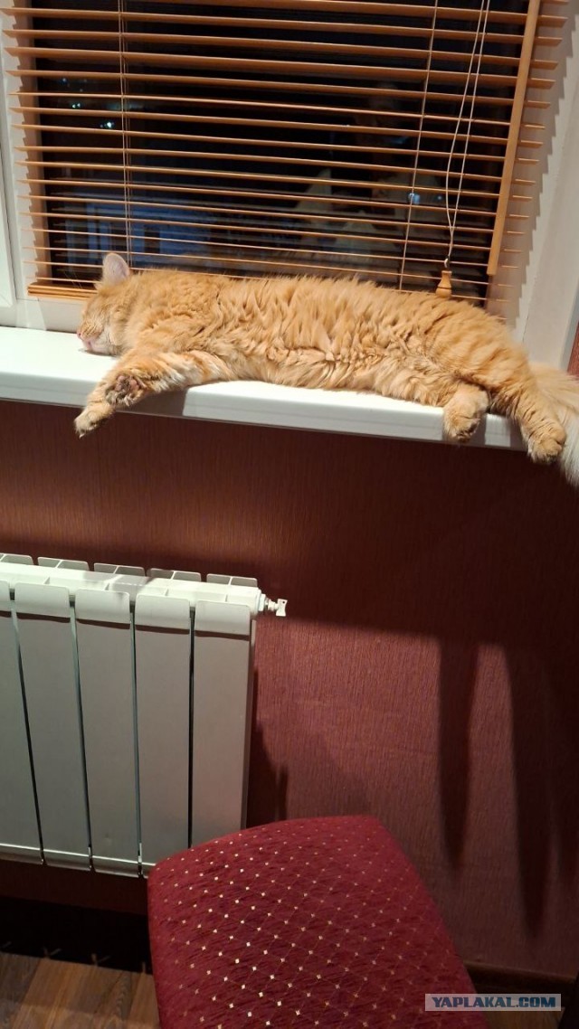 Котëнок-заморыш стал красивой кошкой