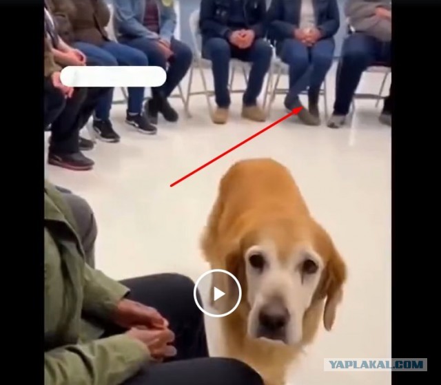 Приют в котором животные сами выбирают хозяев