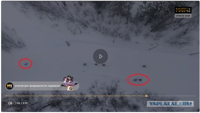 Пушистого препятствия никто не ожидал