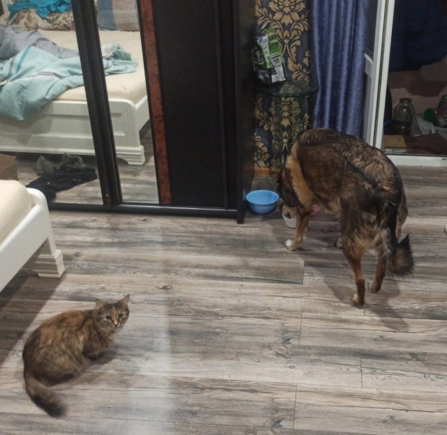 Котовторник: моя инвалидка