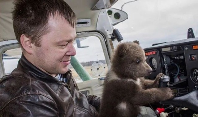 Нападение медведя на человека