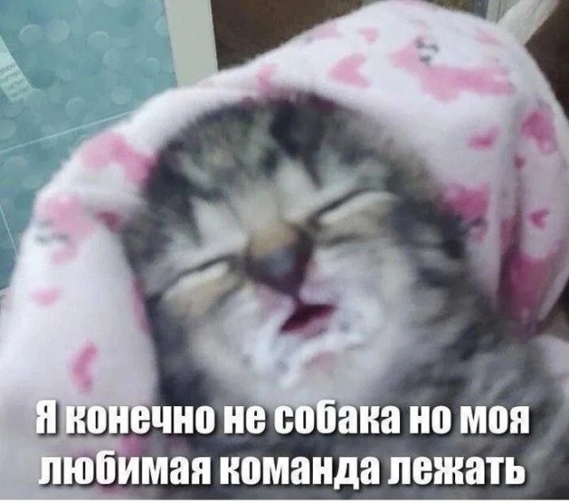 К котовторнику: подборка картинок-баянов с котиками и про котиков. Выпуск 44.
