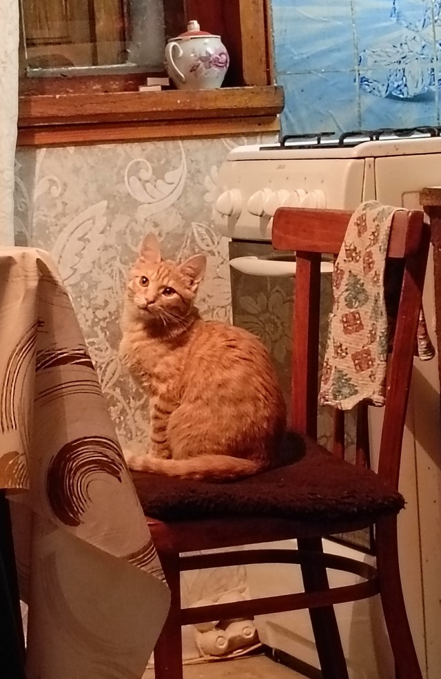 К-котовторник.
