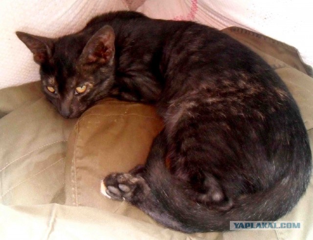 Котовторник 8.10.2013