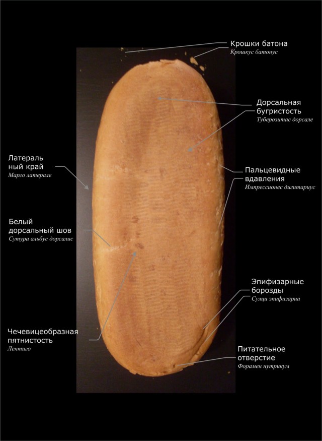 Анатомия батона (10 фото)