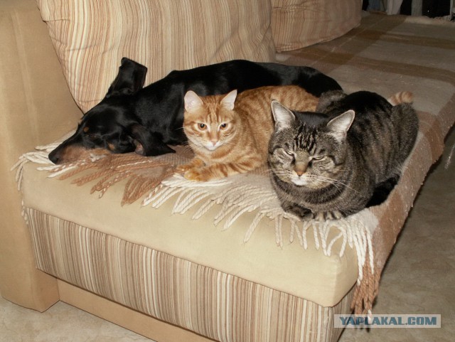 Собакочетверг на 02.01.2014