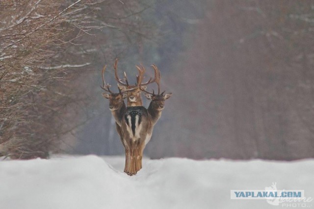 30 самых удачных фотографий января