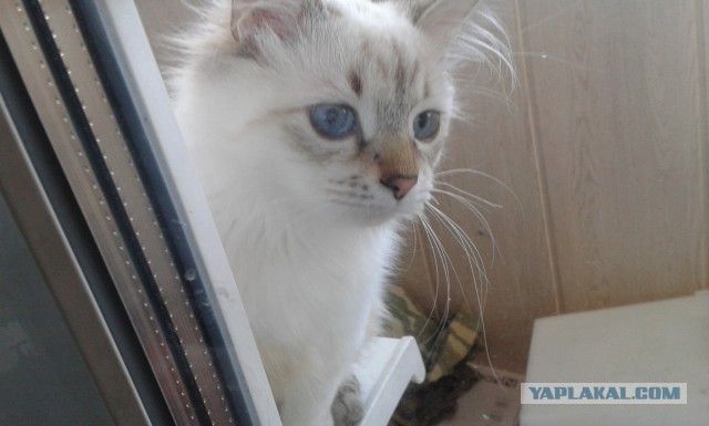Котовторник 01.04.2014