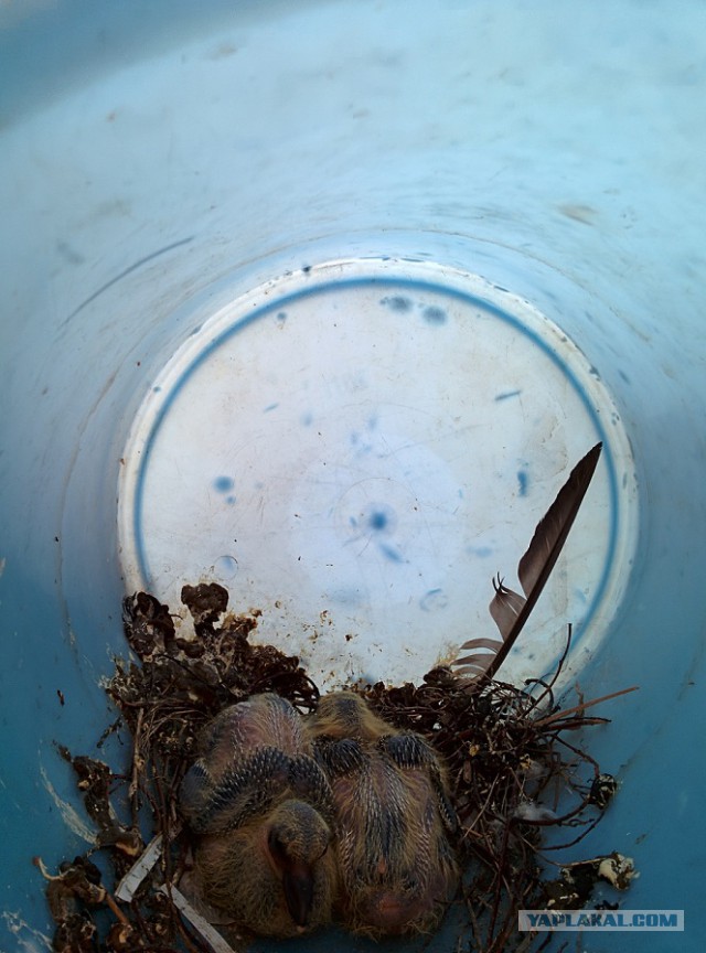 Заметки натуралиста