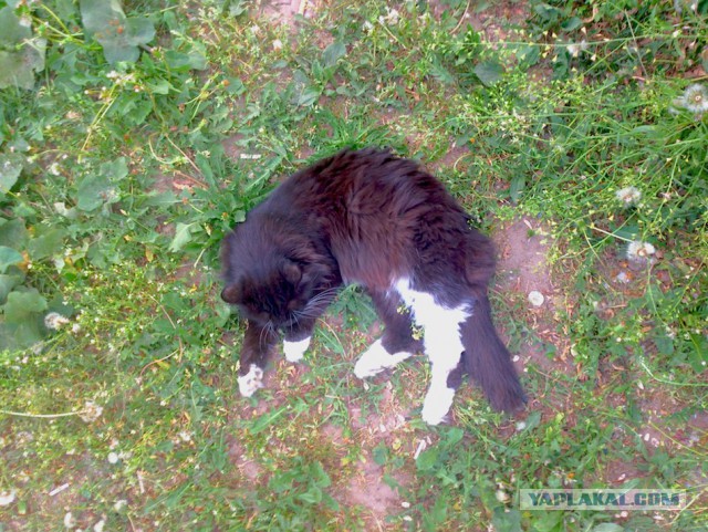 Котовторник 27.5.2014