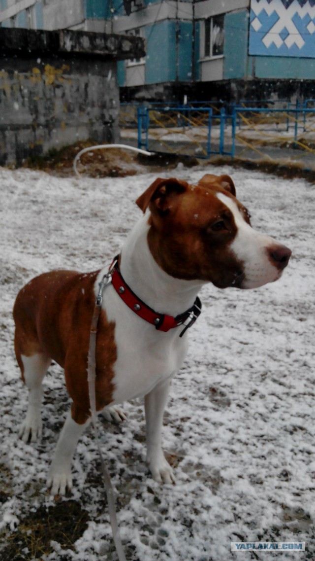 Собачки: русская борзая