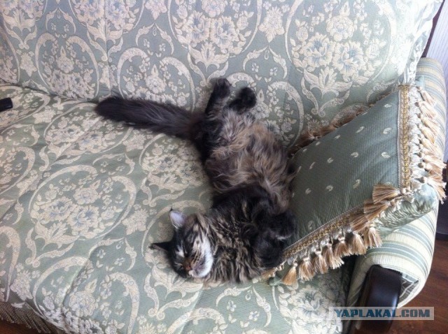 Котовторник 10.06.2014