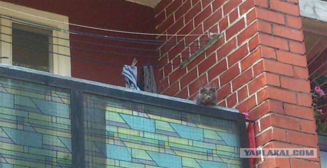 Котовторник 22.07.14