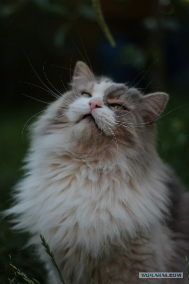 Котовторник 16.09.14