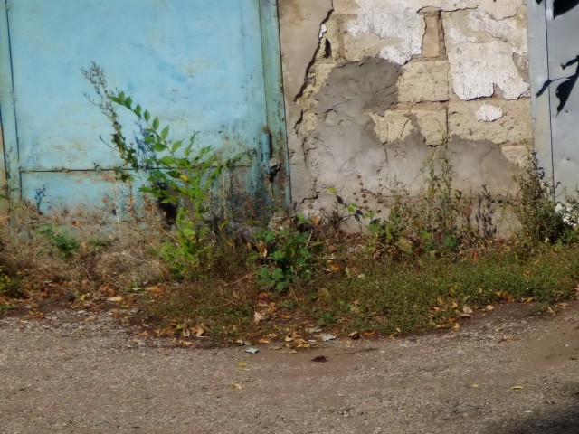 Загадка-разминка для мозга: найди кота