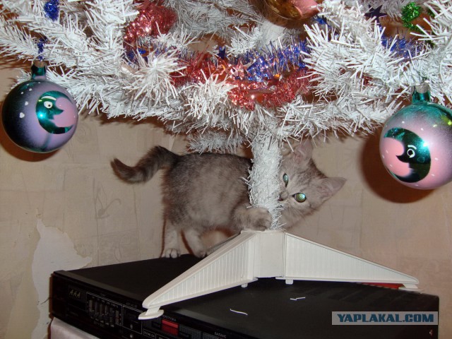 Кошачий Hardcore