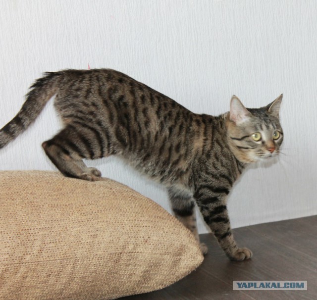 Котовторник 06.01.2015