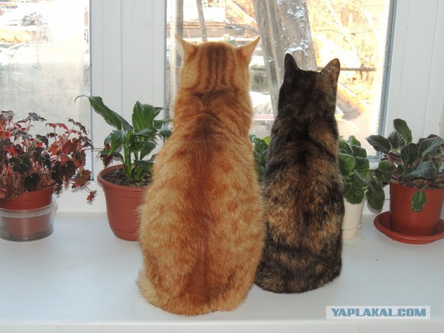 Котовторник