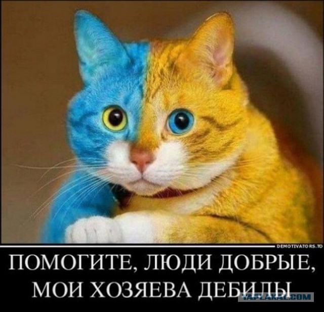 Солянка политическая #5