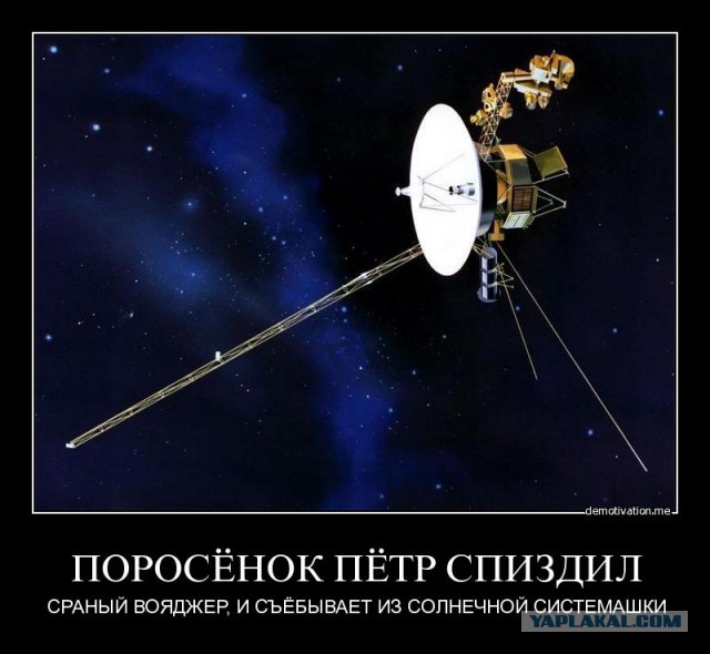 Кокосовый краб, пальмовый вор или...