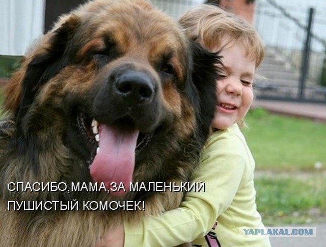 Муж согласился взять домой маленького пса