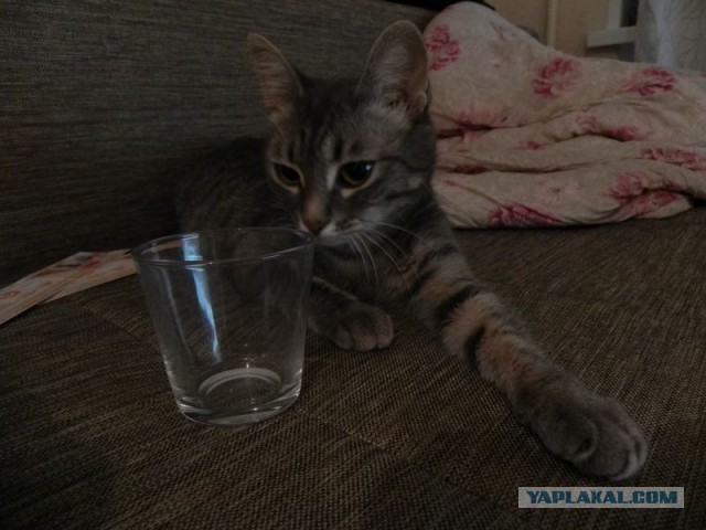 Котовторник