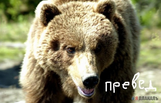 Превед медвед!