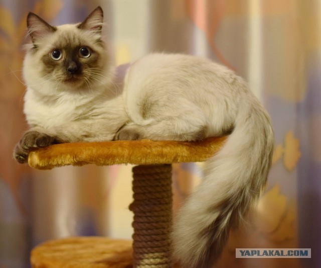 Котовторник 19.01.2016