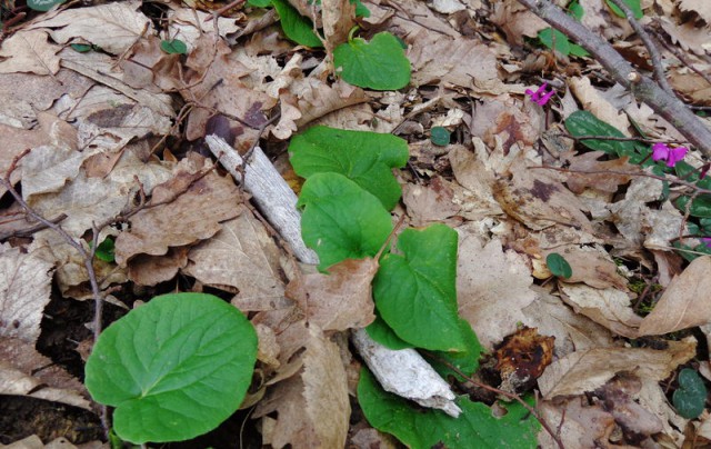 Эхо войны. Кубань, поиски павших солдат на Сарай-горе