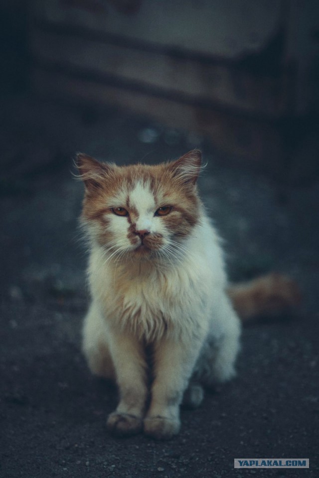 Котовторник 13.09.2016