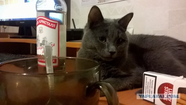 Я предал друга...