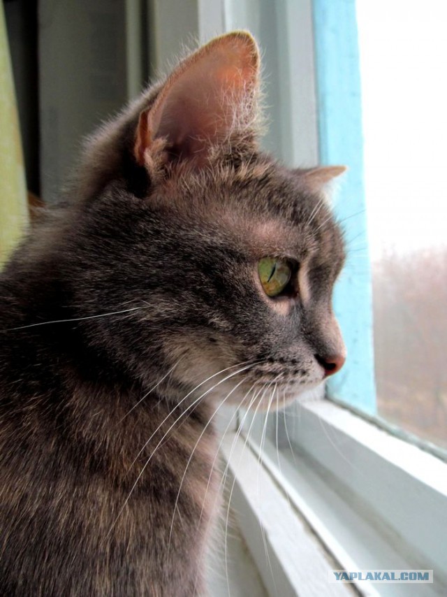 19 шикарных кошек, которые стоят целое состояние