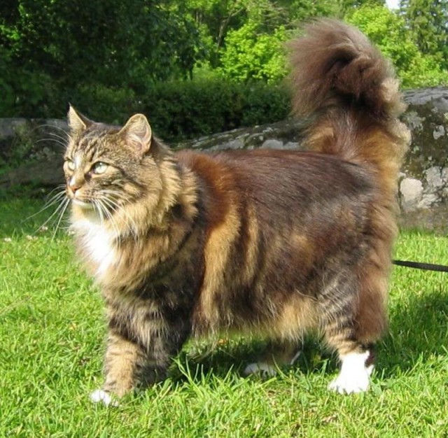 Коты и Кошки