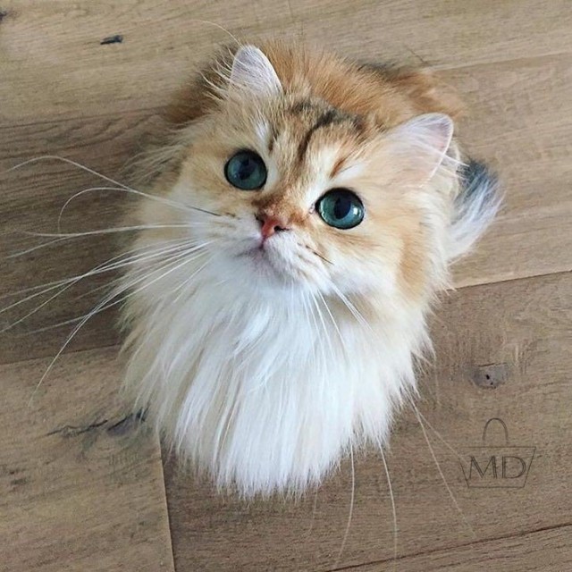 Коты и Кошки