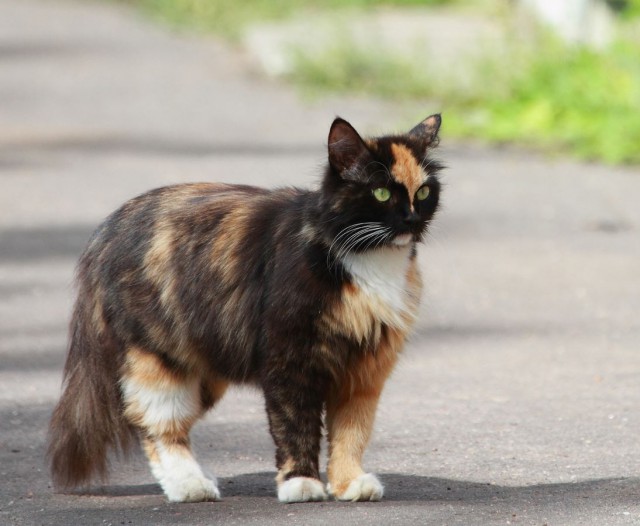 Коты и Кошки